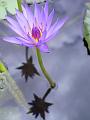 Waterlily and reflection, City Botanic Gardens, Brisbane IMGP1088